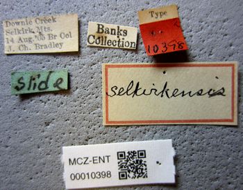 Media type: image;   Entomology 10398 Aspect: labels